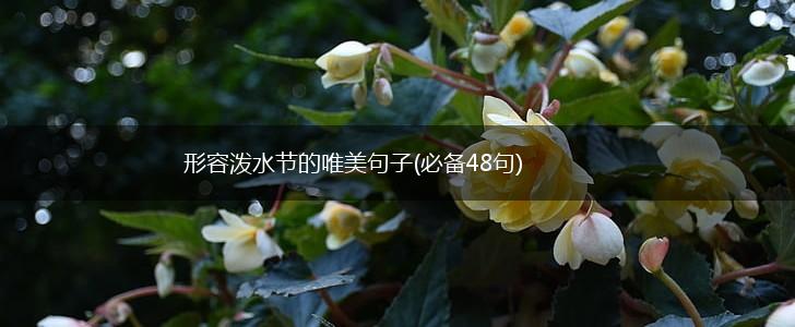 形容泼水节的唯美句子(必备48句),第1张