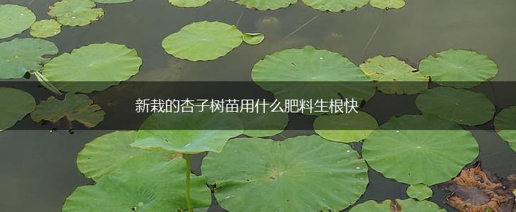 新栽的杏子树苗用什么肥料生根快,第1张