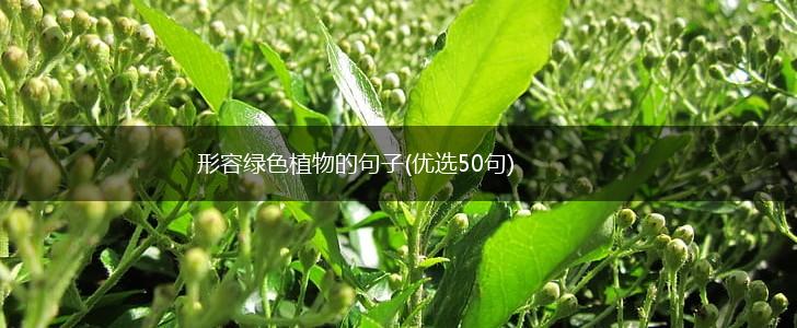 形容绿色植物的句子(优选50句),第1张