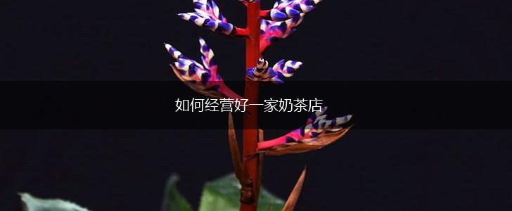 如何经营好一家奶茶店,第1张