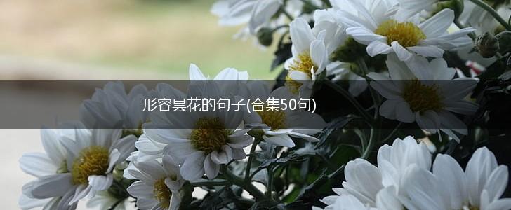 形容昙花的句子(合集50句),第1张