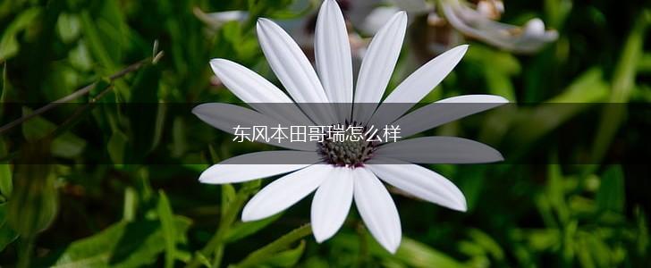 东风本田哥瑞怎么样,第1张
