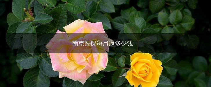 南京医保每月返多少钱,第1张