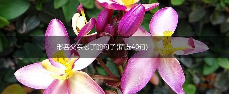 形容父亲老了的句子(精选40句),第1张