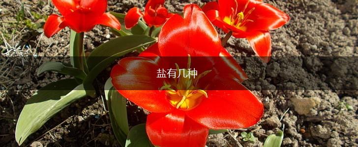 盐有几种,第1张