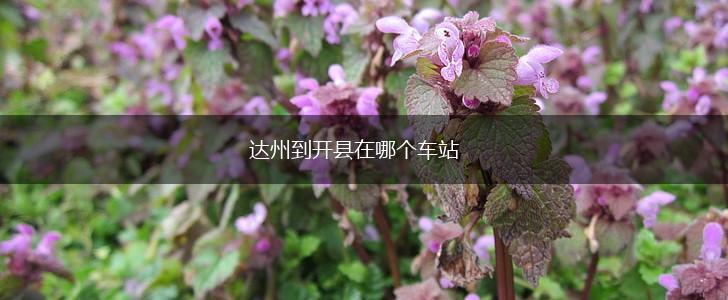 达州到开县在哪个车站,第1张