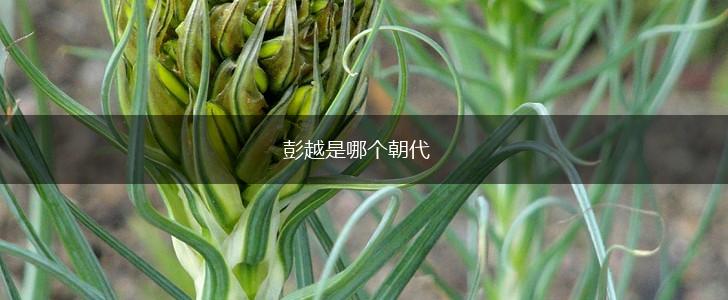 彭越是哪个朝代,第1张