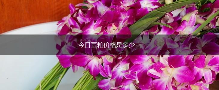 今日豆粕价格是多少,第1张