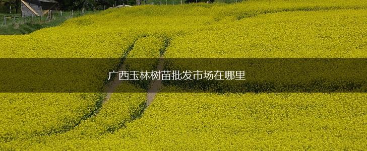 广西玉林树苗批发市场在哪里,第1张