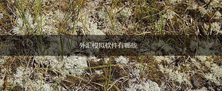 外汇模拟软件有哪些,第1张