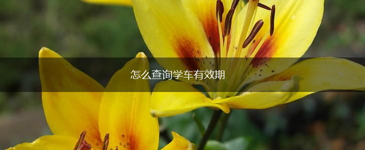 怎么查询学车有效期,第1张