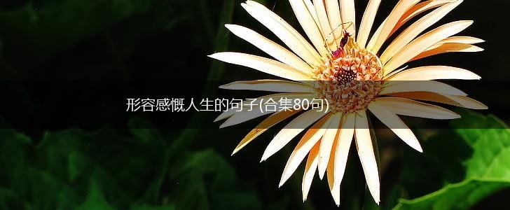 形容感慨人生的句子(合集80句),第1张