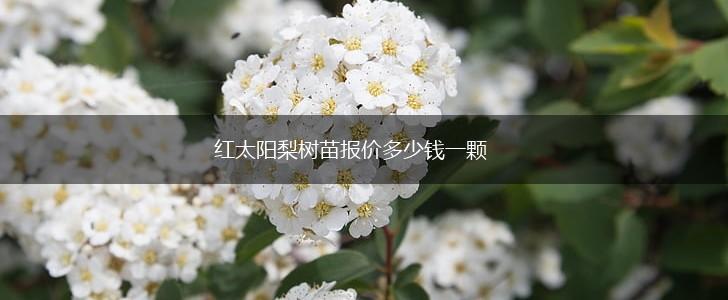 红太阳梨树苗报价多少钱一颗,第1张
