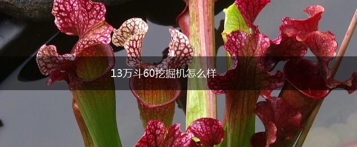 13万斗60挖掘机怎么样,第1张