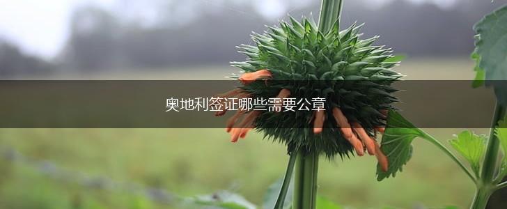 奥地利签证哪些需要公章,第1张