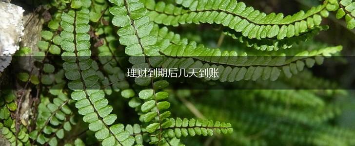 理财到期后几天到账,第1张