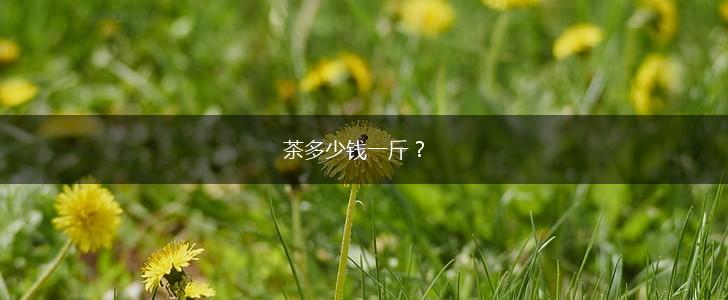 茶多少钱一斤？,第1张