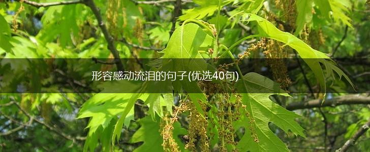 形容感动流泪的句子(优选40句),第1张