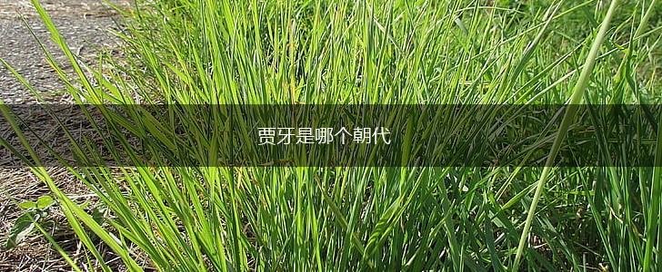 贾牙是哪个朝代,第1张