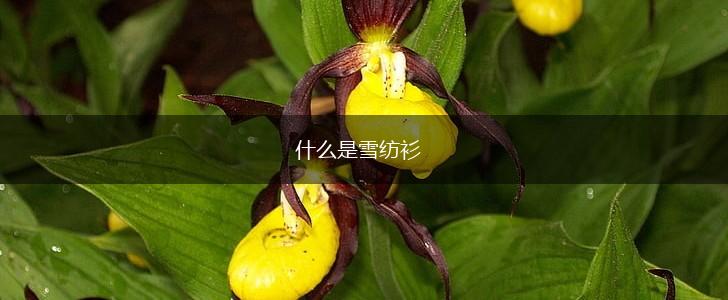 什么是雪纺衫,第1张