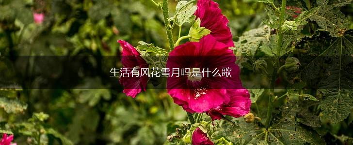 生活有风花雪月吗是什么歌,第1张