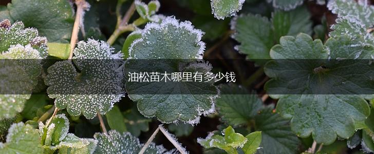 油松苗木哪里有多少钱,第1张