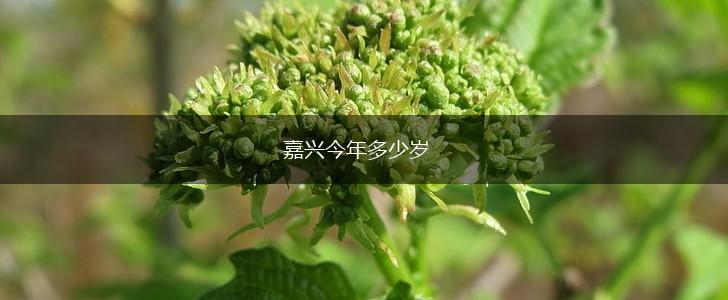 嘉兴今年多少岁,第1张