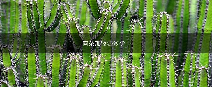 向茶加盟费多少,第1张