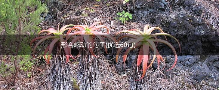 形容感动的句子(优选60句),第1张