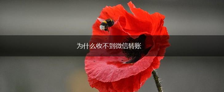 为什么收不到微信转账,第1张