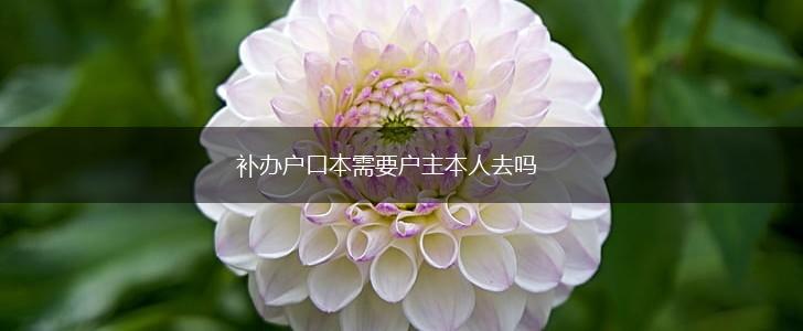 补办户口本需要户主本人去吗,第1张