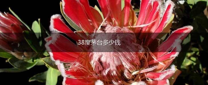 38度茅台多少钱,第1张