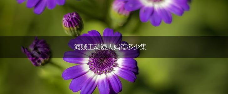 海贼王动漫大妈篇多少集,第1张