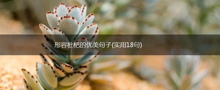 形容枇杷的优美句子(实用18句),第1张