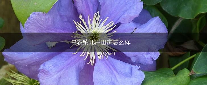 乌衣镇北岸世家怎么样,第1张