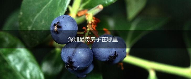 深圳最贵房子在哪里,第1张