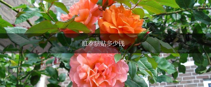 肛泰脐贴多少钱,第1张