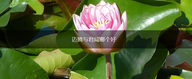 迈腾与君威哪个好,第1张