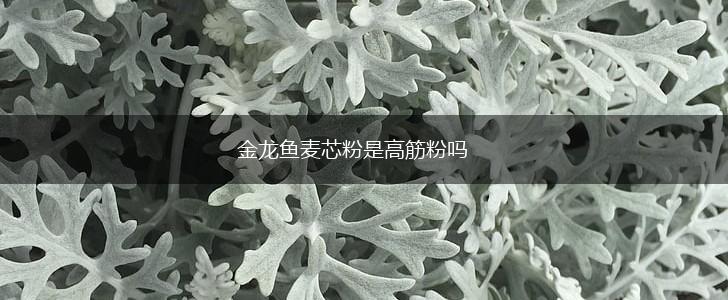 金龙鱼麦芯粉是高筋粉吗,第1张