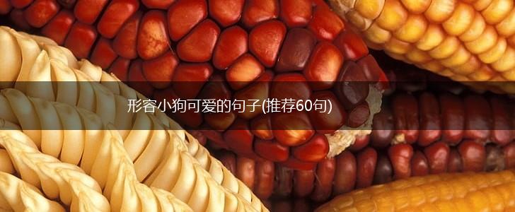 形容小狗可爱的句子(推荐60句),第1张