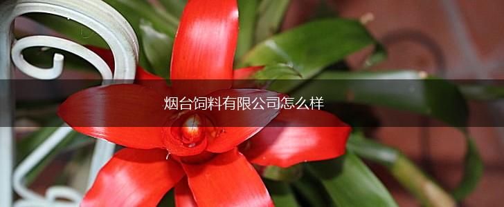 烟台饲料有限公司怎么样,第1张