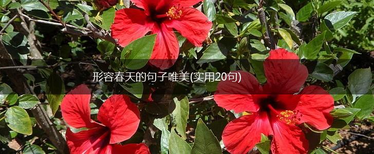 形容春天的句子唯美(实用20句),第1张