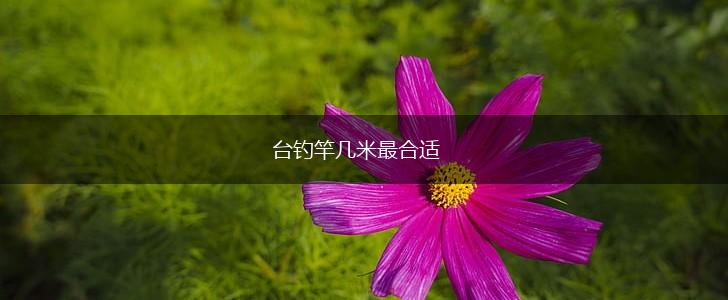 台钓竿几米最合适,第1张