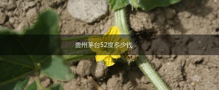 贵州茅台52度多少钱,第1张