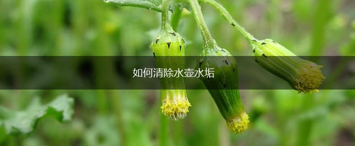 如何清除水壶水垢,第1张