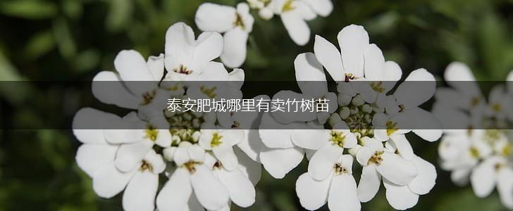 泰安肥城哪里有卖竹树苗,第1张