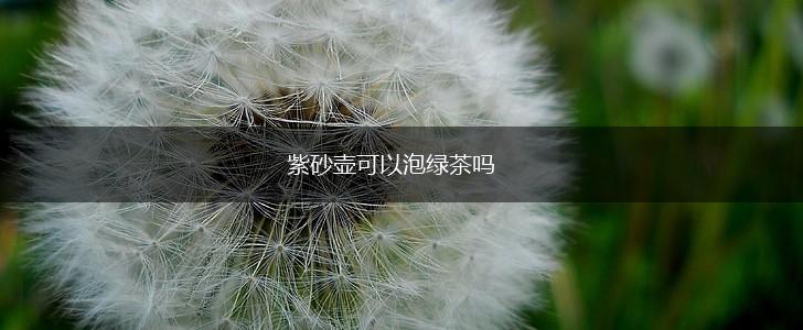 紫砂壶可以泡绿茶吗,第1张