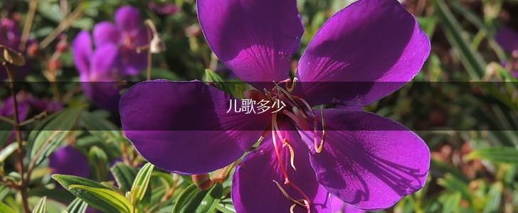 儿歌多少,第1张