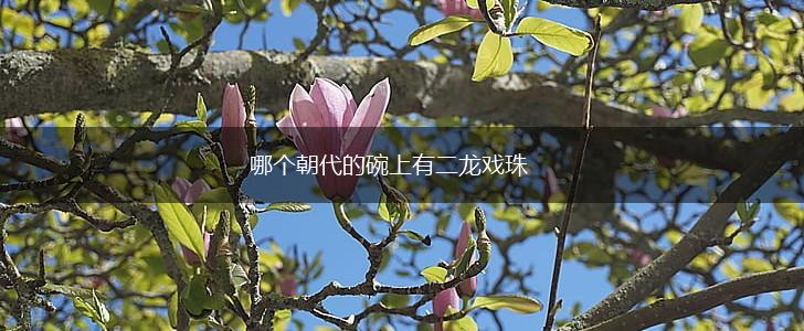 哪个朝代的碗上有二龙戏珠,第1张