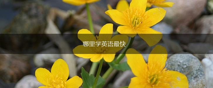 哪里学英语最快,第1张